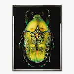 Панно, картина Visionnaire Coleottero Verde, Nero, Giallo, Ambra VISIONNAIRE