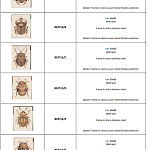 Панно Visionnaire Beetle A, B, C, D, E, F VISIONNAIRE