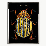 Панно, картина Visionnaire Coleottero Verde, Nero, Giallo, Ambra VISIONNAIRE