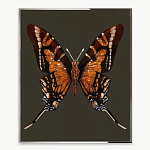 Панно, картина Visionnaire Brown Butterfly VISIONNAIRE